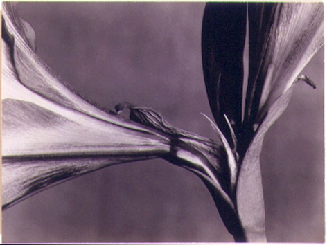 Amaryllis, 1931, vintage gelatin silverprint, 2 7/8 x 3 7/8 in.